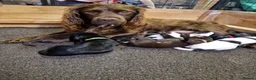 Cocker Spaniel dogs for sale: Cocker spaniels in Llandudno Junction - Advert 3