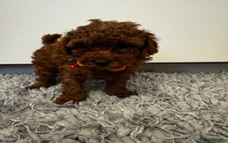 Toy Poodle dogs for sale: Red toy poodle - Advert 4