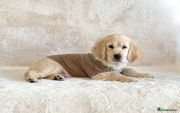 Golden Retriever dogs for sale: Last golden retriever male puppy for sale  - Image 6