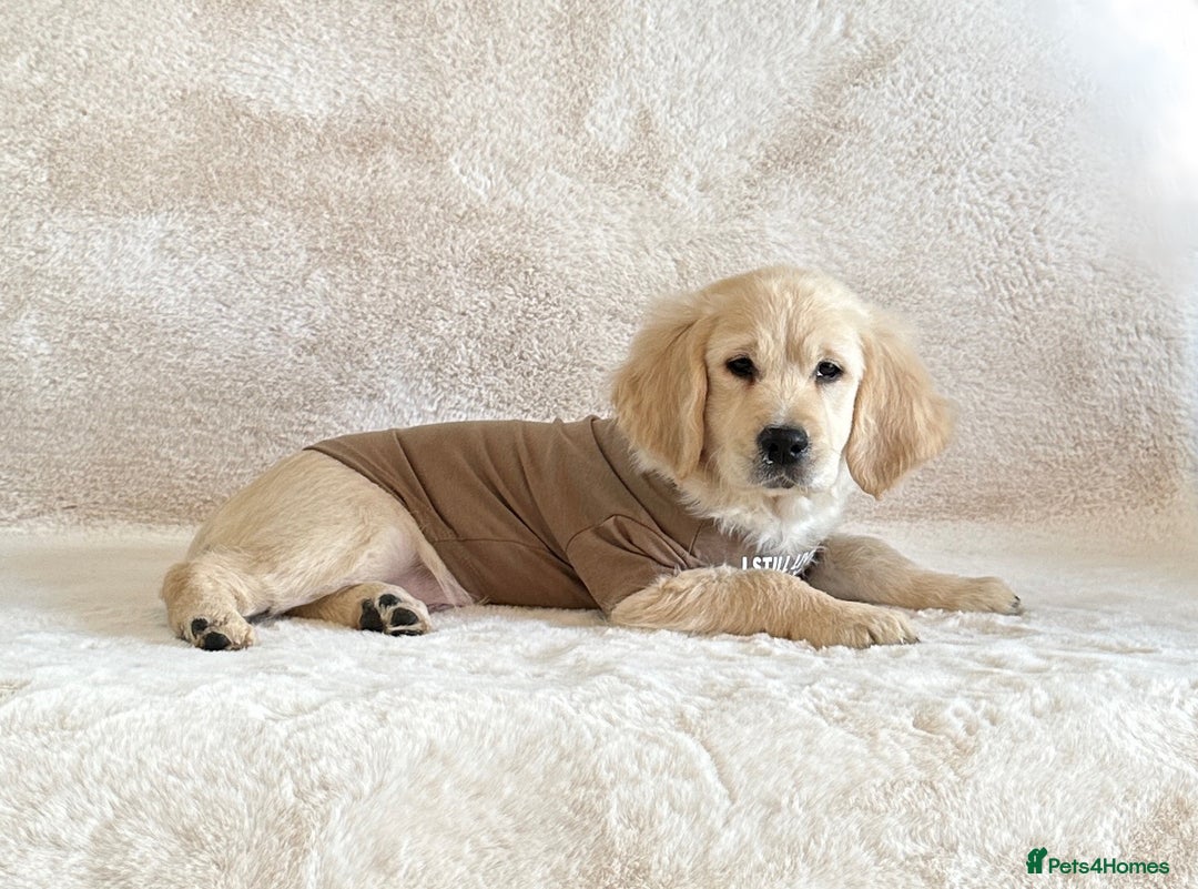 Golden Retriever dogs for sale: Last golden retriever male puppy for sale  - Image 6