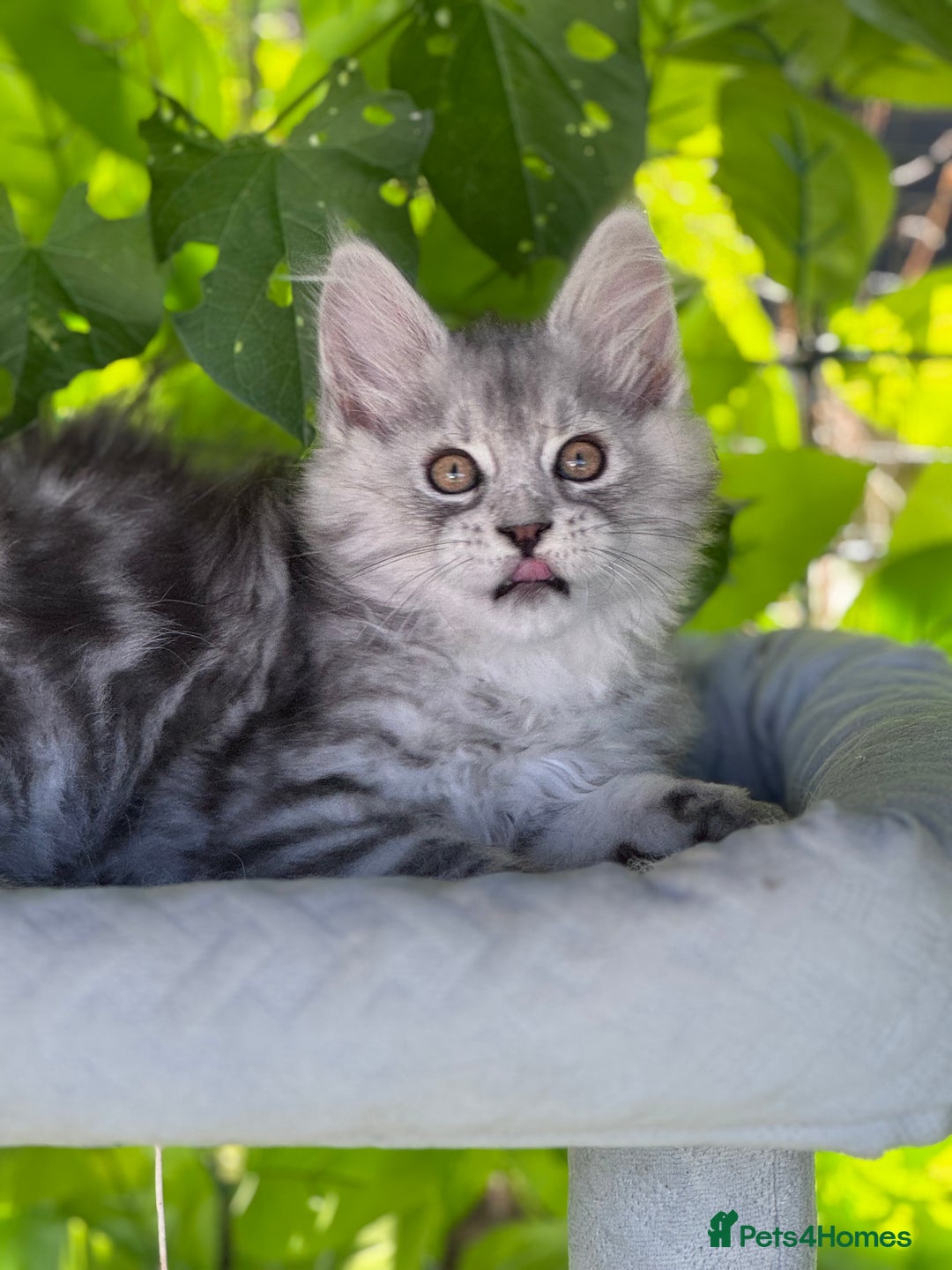 Maine Coon cats for sale: ✨🌟Beautiful The last little boy Maine Coon 😻🌟✨ - Image 9