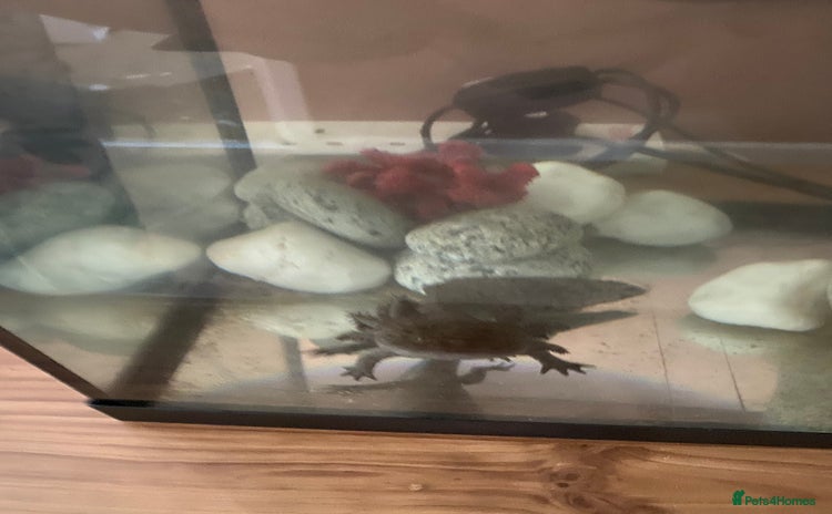 Axolotl reptiles - Advert 1
