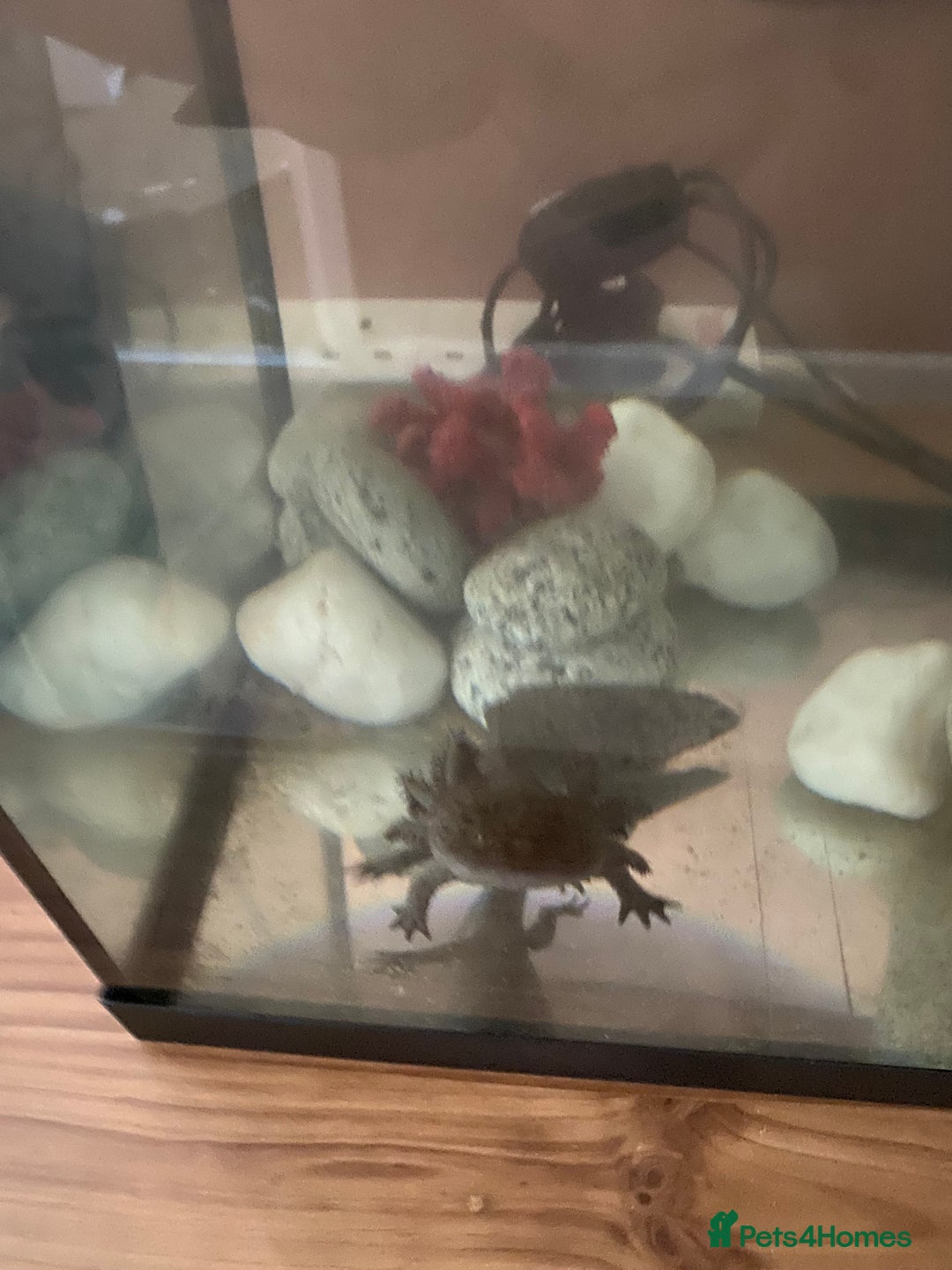 Axolotl reptiles for sale: Axolotl  - Image 1