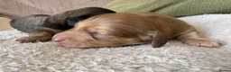 Miniature Dachshund dogs for sale: Stunning long hair  KC,PRA & BVA eye clear parents - Advert 25