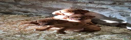 Hungarian Vizsla dogs for sale: Beautiful KC Registered Hungarian Vizsla Puppies  - Advert 12