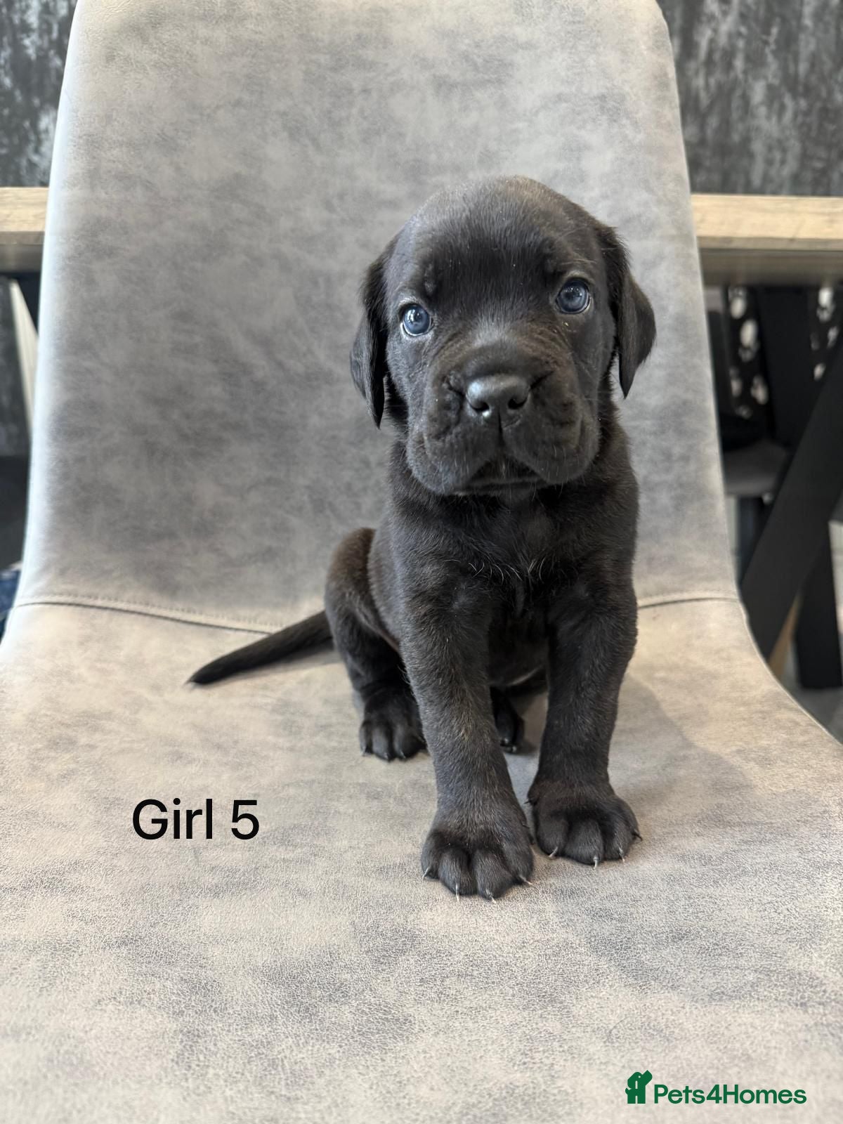 Cane Corso dogs Cane Corso puppies excellent example of the breed  - Advert 2