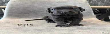 Cane Corso Puppy 7