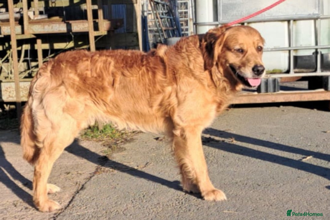 Golden Retriever dogs for sale: Golden coloured KC reg Golden Retriever puppies - Image 2