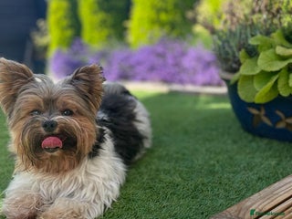 Yorkshire Terrier dogs in Weston-super-Mare - Advert 2