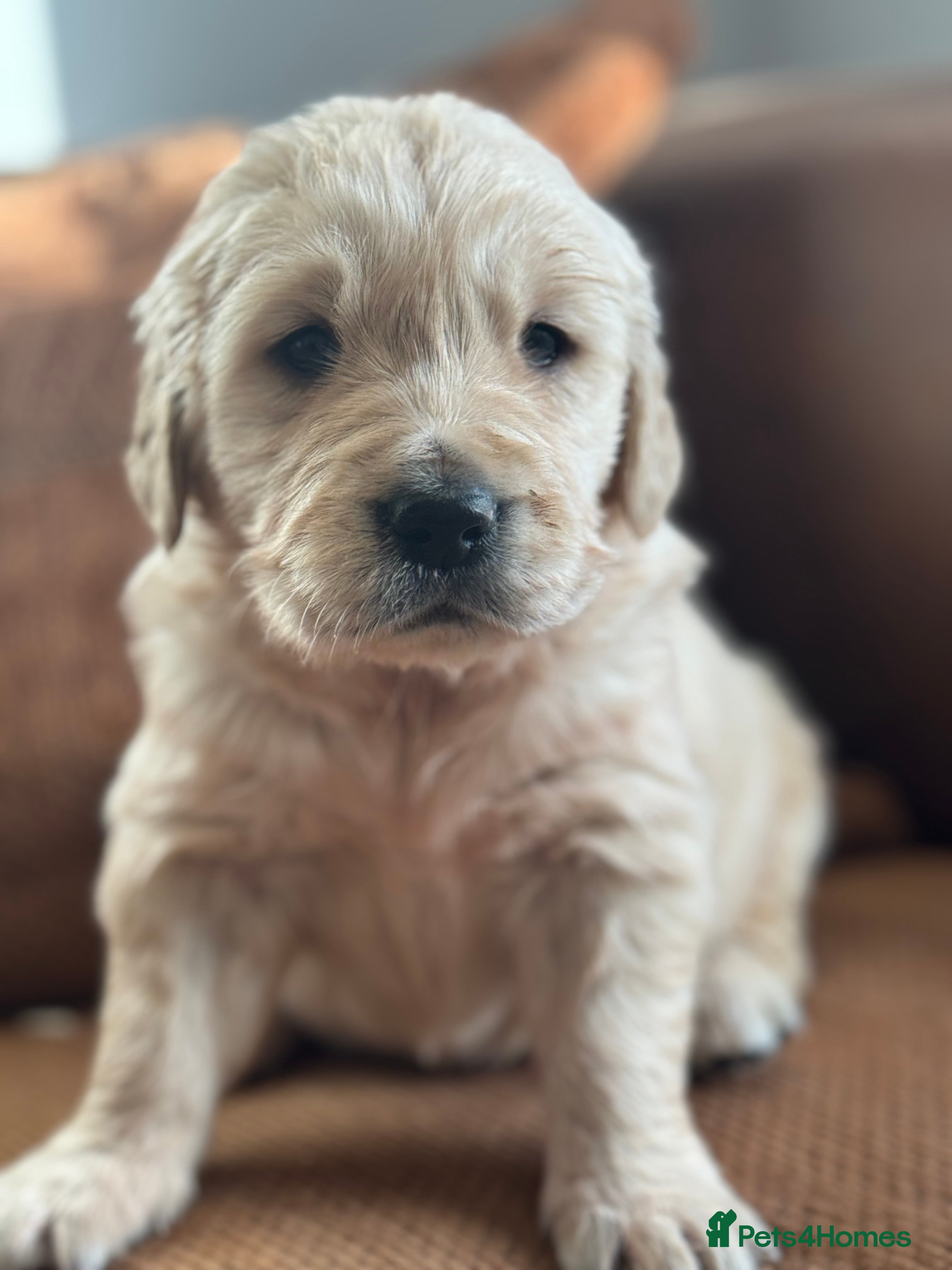 Golden Retriever dogs Gorgeous KC Golden Retrievers  - Advert 9