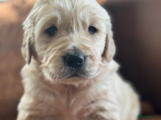 Golden Retriever dogs Gorgeous KC Golden Retrievers - Advert 11