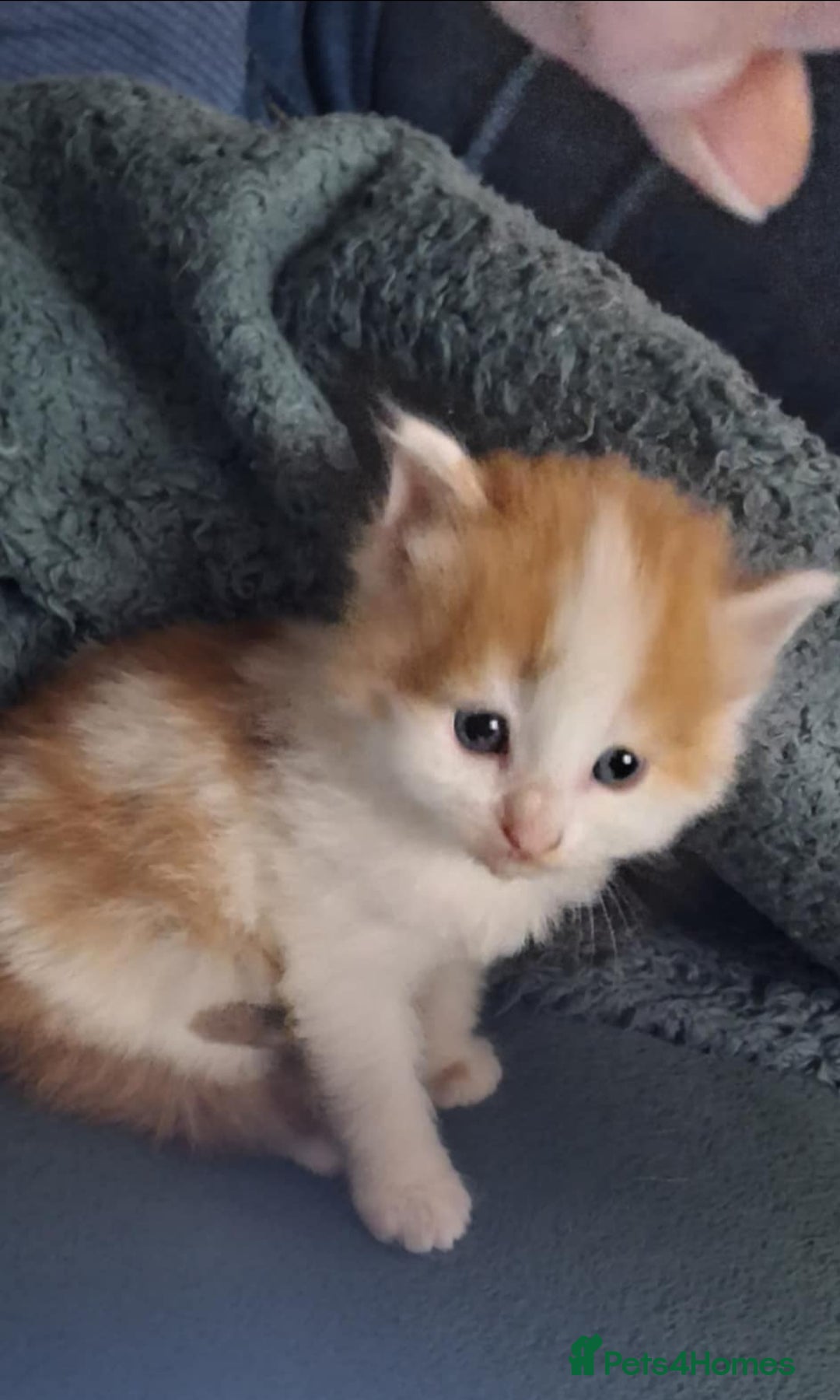 Mixed Breed cats for sale: 2 fluffy ginger boys  - Advert 3