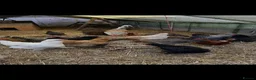 Chickens poultry for sale: Chickens and bantam and hatching eggs  - Advert 14