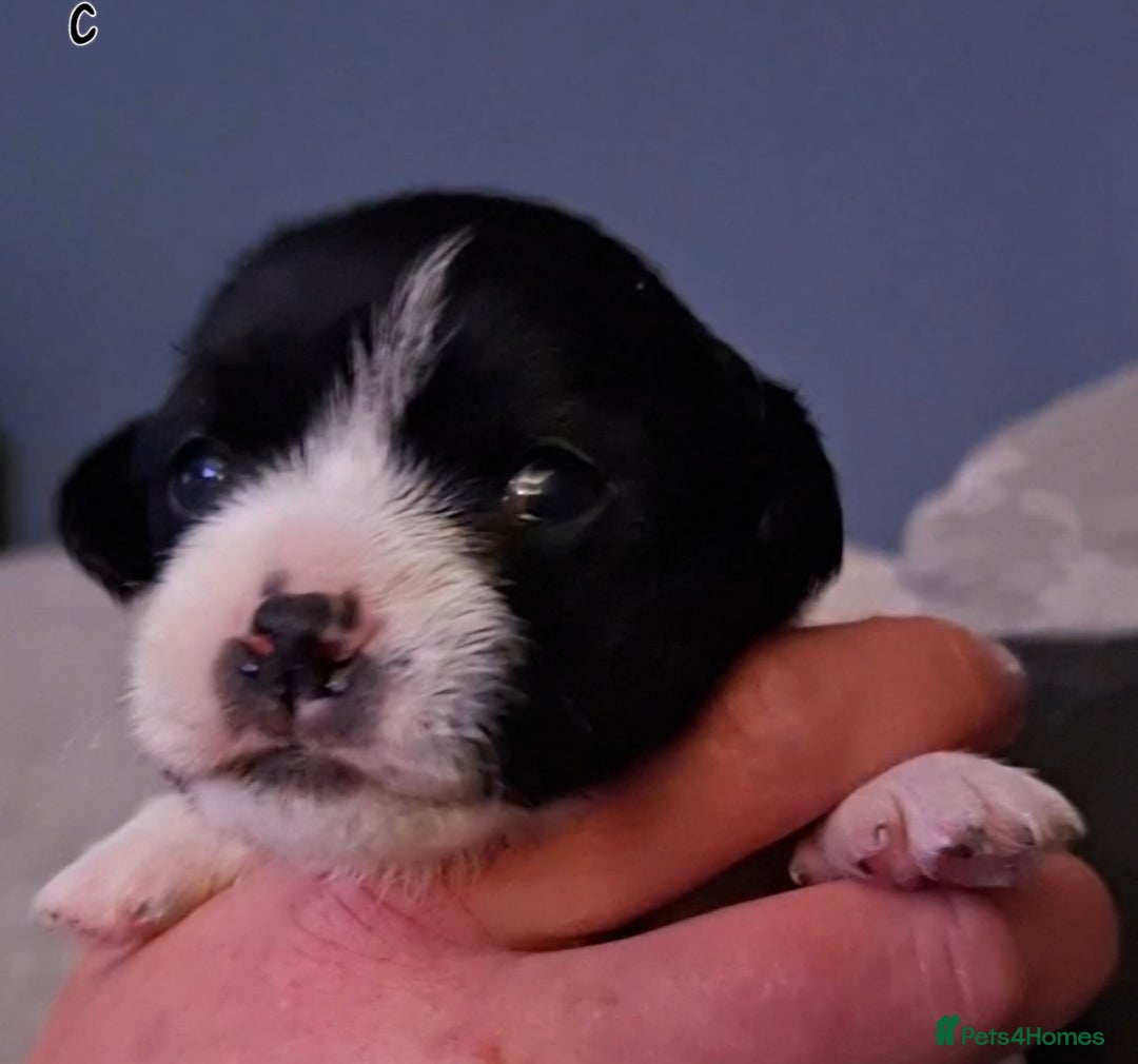 Mixed Breed dogs for sale: Male Lhasa Jack 11 weeks old - Image 10