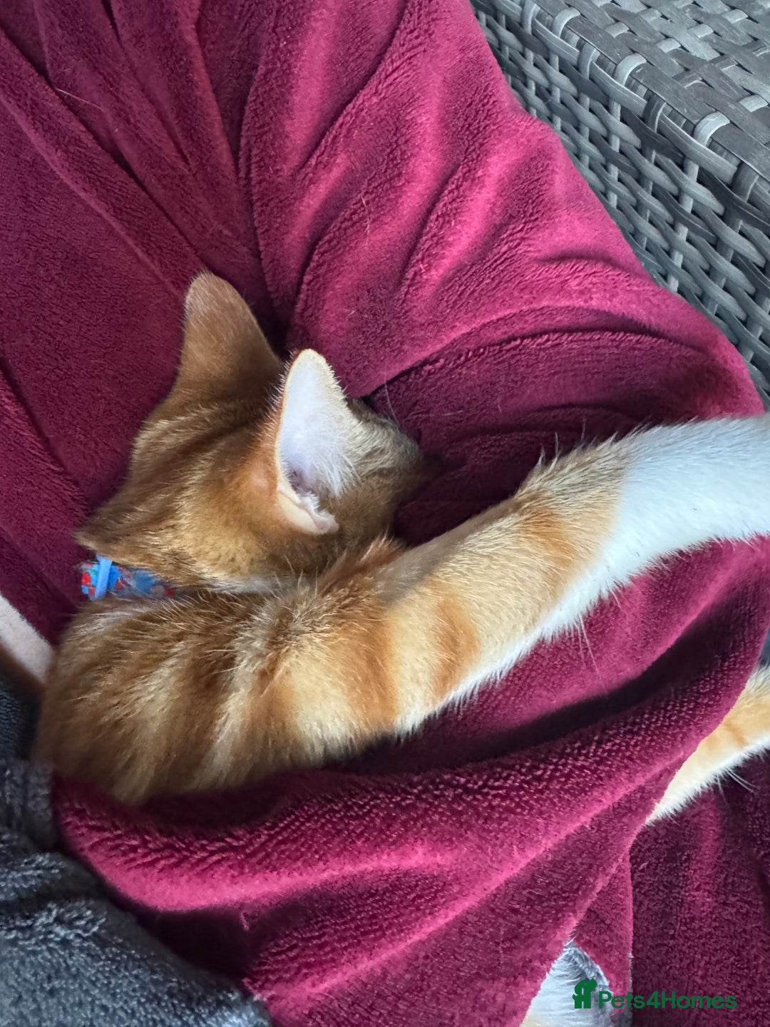 British Shorthair cats for sale: Two gorgeous ginger boys to go together  - Advert 17