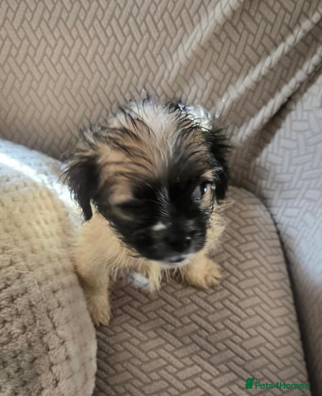 Mixed Breed dogs for sale: 6 jug x cavachon pups for sale  - Image 4