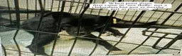 Mixed Breed dogs for adoption: Zoro-1-2yrs-only 12kg fully grown.Available now ! - Advert 8