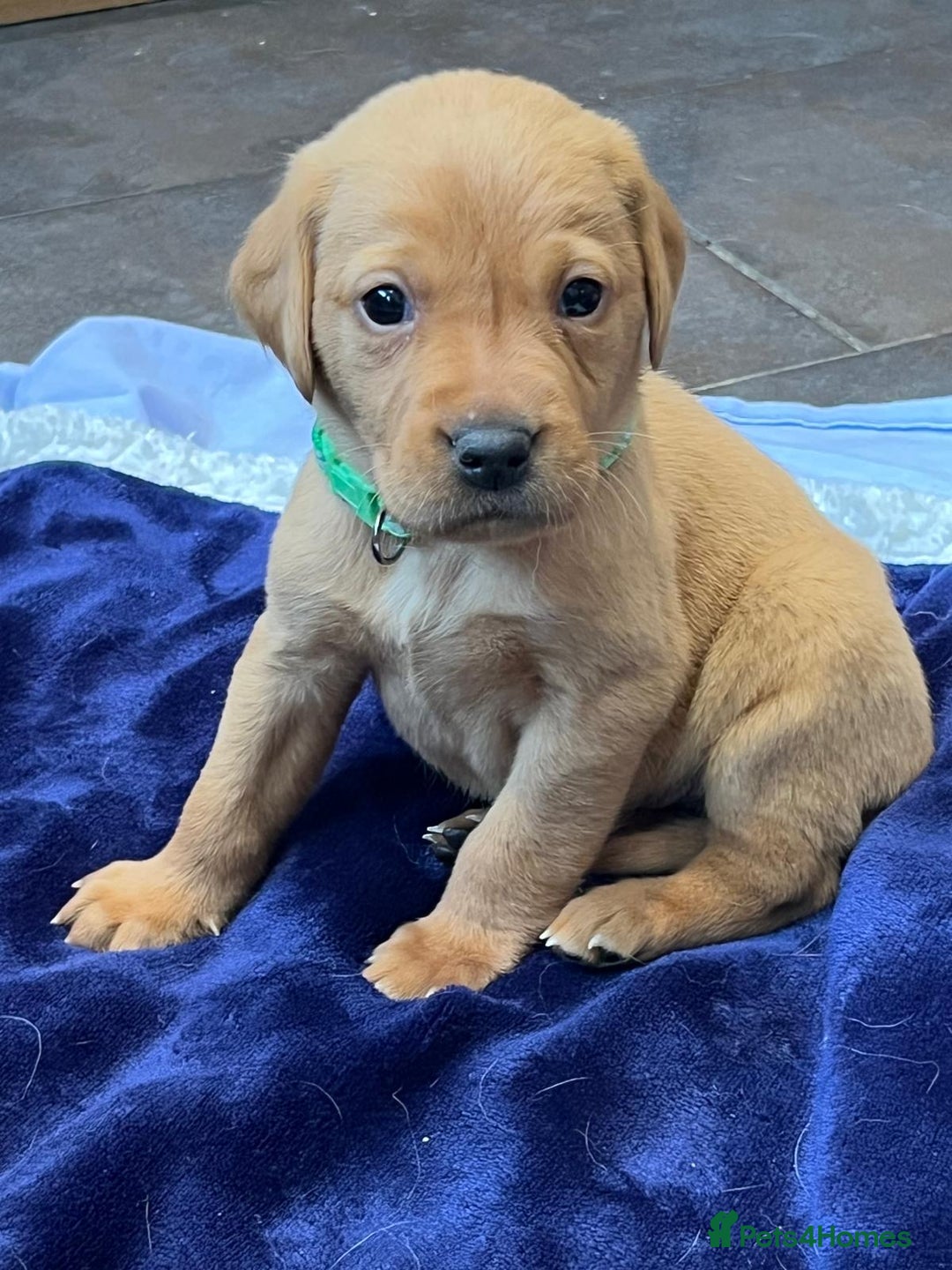 Labrador Retriever dogs for sale: Kennel Club Fox Red Labrador Puppies Health Tested - Advert 6