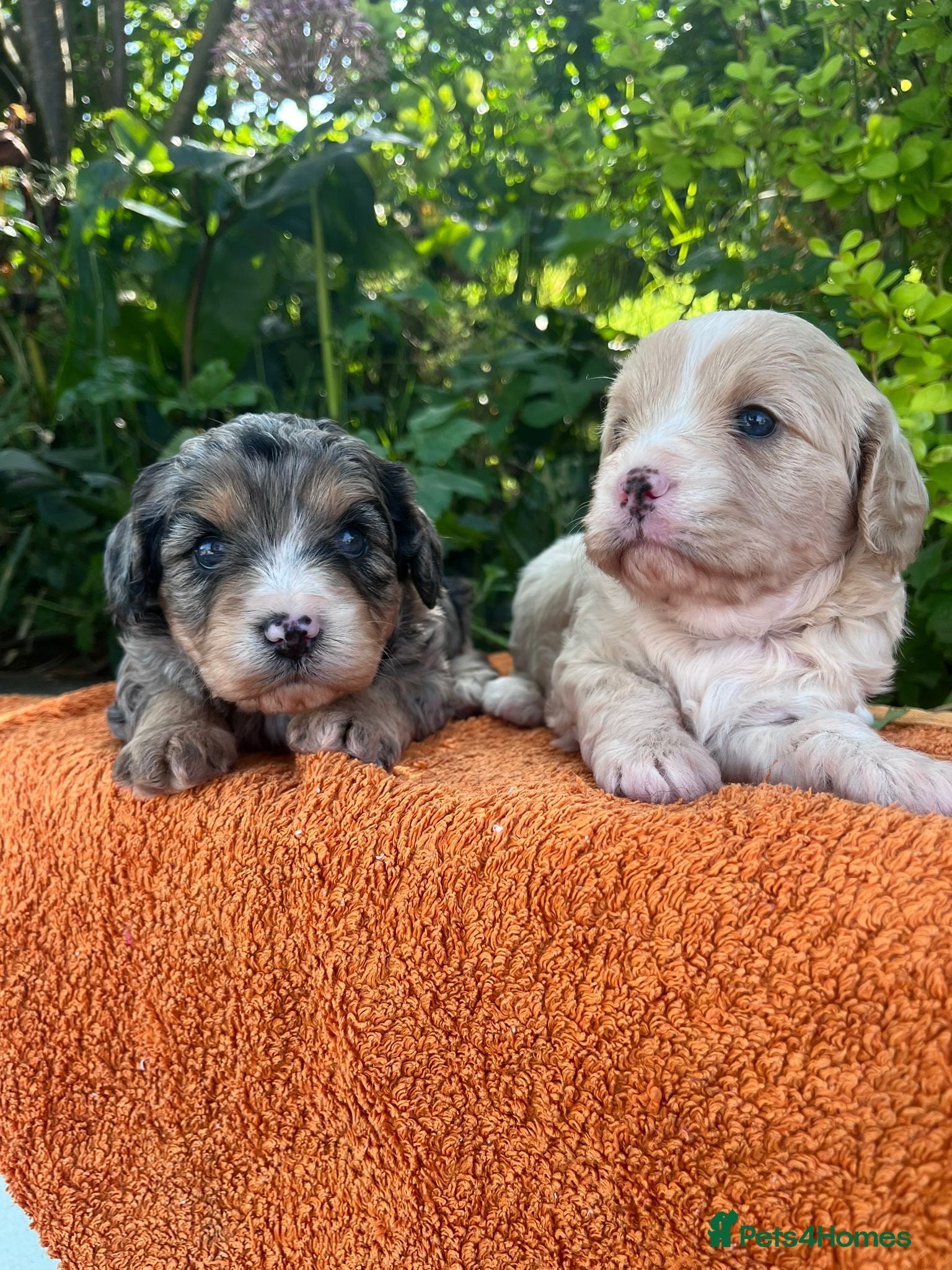 Cavapoo dogs F1 Beautiful cavapoo puppies Health tested parents - Advert 11