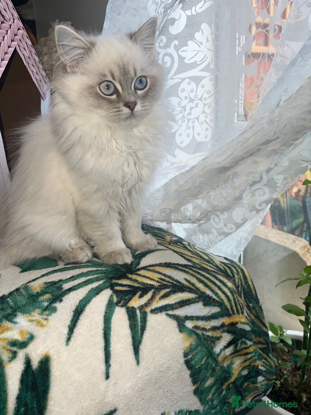 Ragdoll cats for sale: 1 Beautiful Purebred Male Ragdoll Kitten - Advert 7
