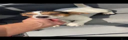 Jack Russell dogs for sale: Ready to leave  - Advert 9