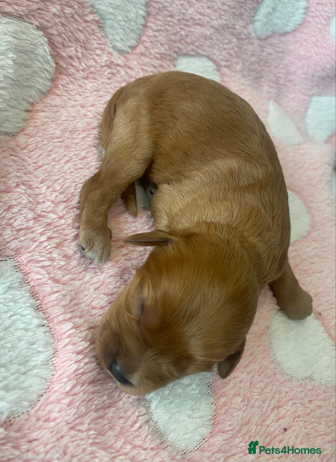 Cavapoo dogs for sale: Extensively Health tested F1 Toy Cavapoo puppies - Advert 14