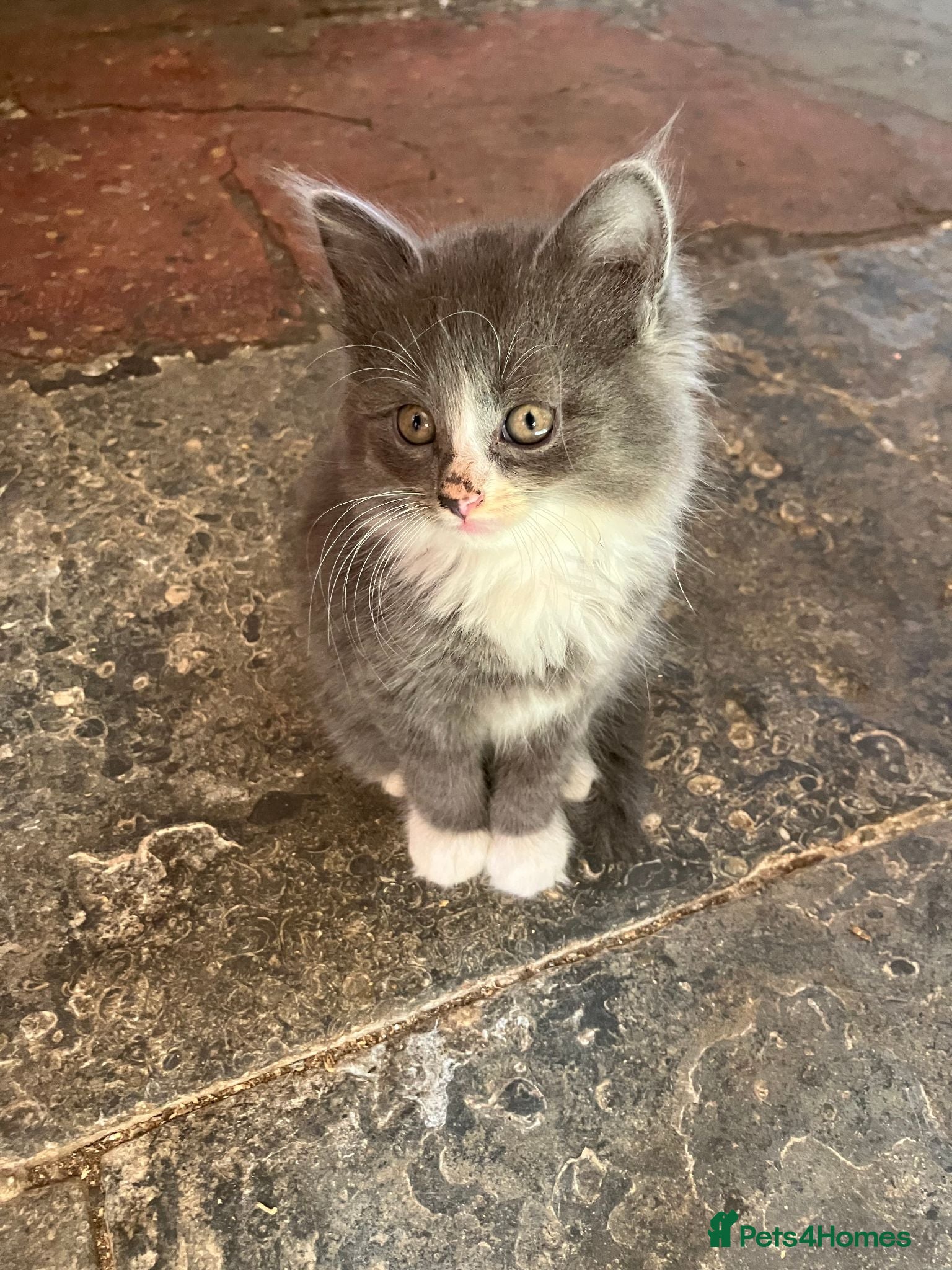 Mixed Breed cats Stunning fluffy kittens looking for forever homes - Advert 1