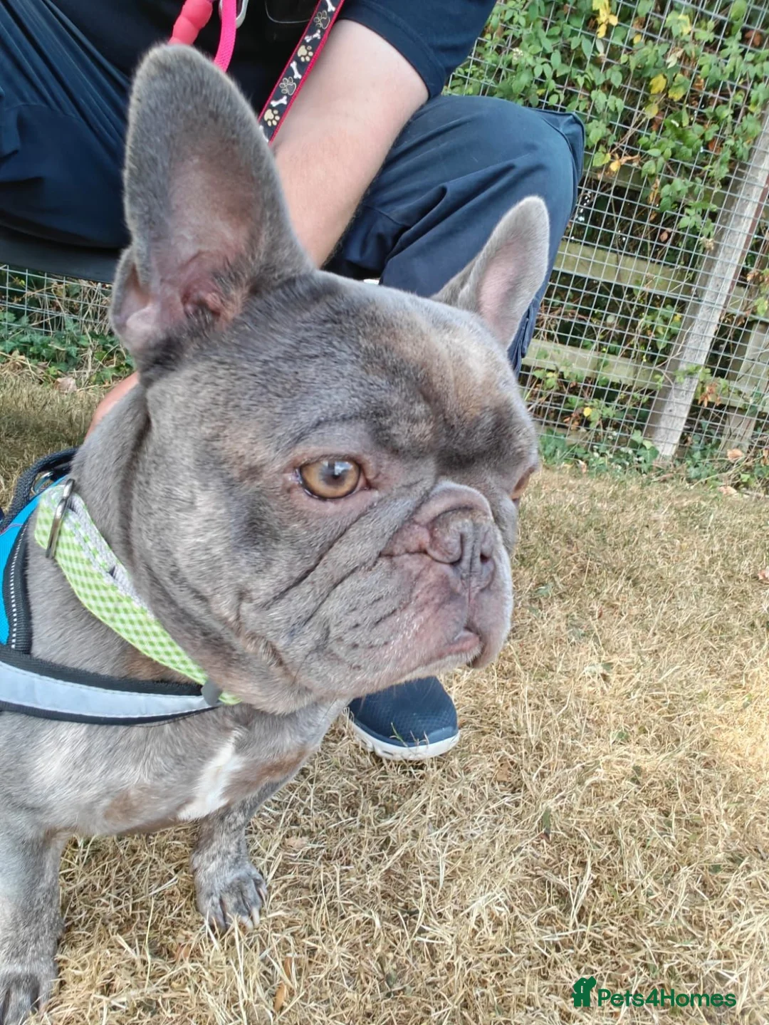 French Bulldog dogs for adoption: Todd  - Advert 2