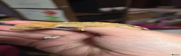 Gecko reptiles for sale: Crested geckos  - Advert 4