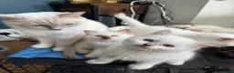 Ragdoll cats for sale: GCCF REG RAGDOLL KITTENS LILAC CHOC SEAL  - Advert 21