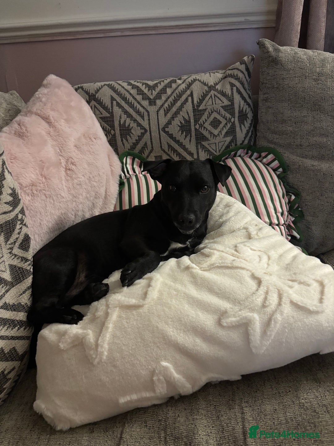 Jack Russell dogs for sale: Black Jack Russel - Image 1