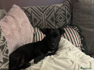 Jack Russell dogs - Advert 1