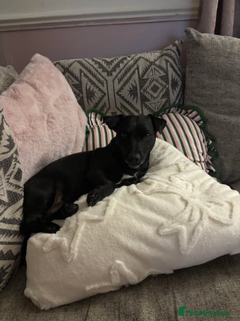 Jack Russell dogs - Advert 1