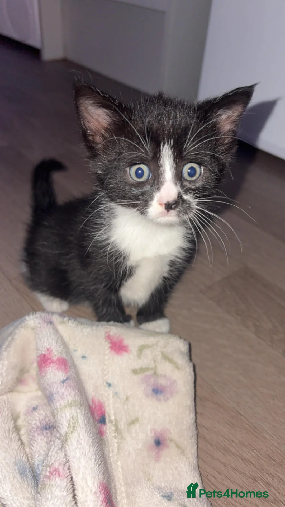 Maine Coon cats for sale: Last 2 Maine coon kittens  - Advert 2