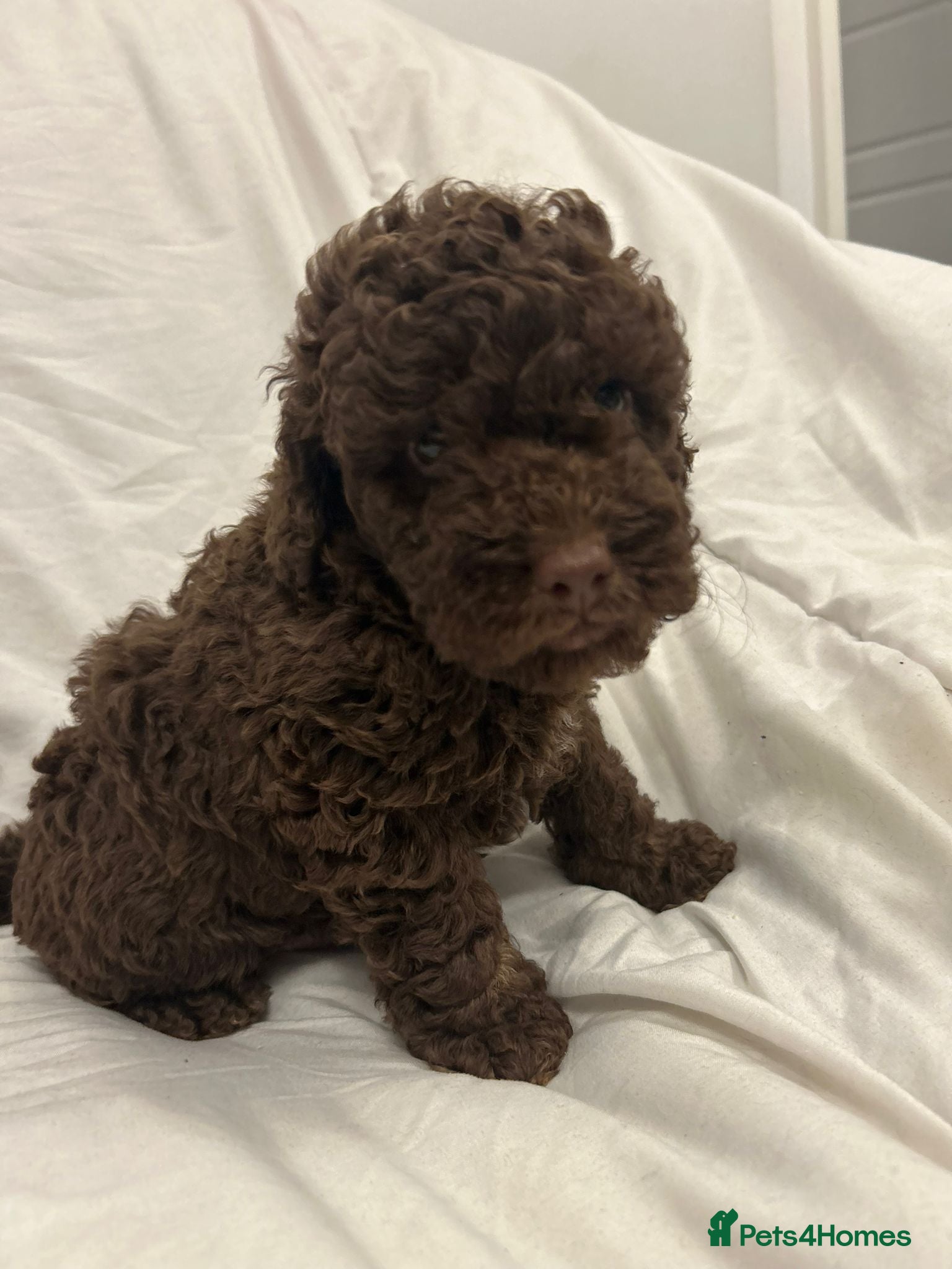 Cockapoo dogs Cockapoo F2b last one left - Advert 13