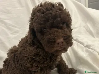 Cockapoo dogs Cockapoo F2b last one left - Advert 13