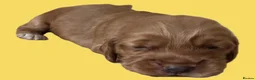 Cocker Spaniel dogs for sale: Cocker Spaniel puppies - Advert 9