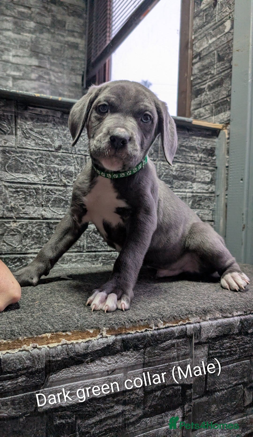 Cane Corso dogs for sale: Cane corso puppies  - Advert 36
