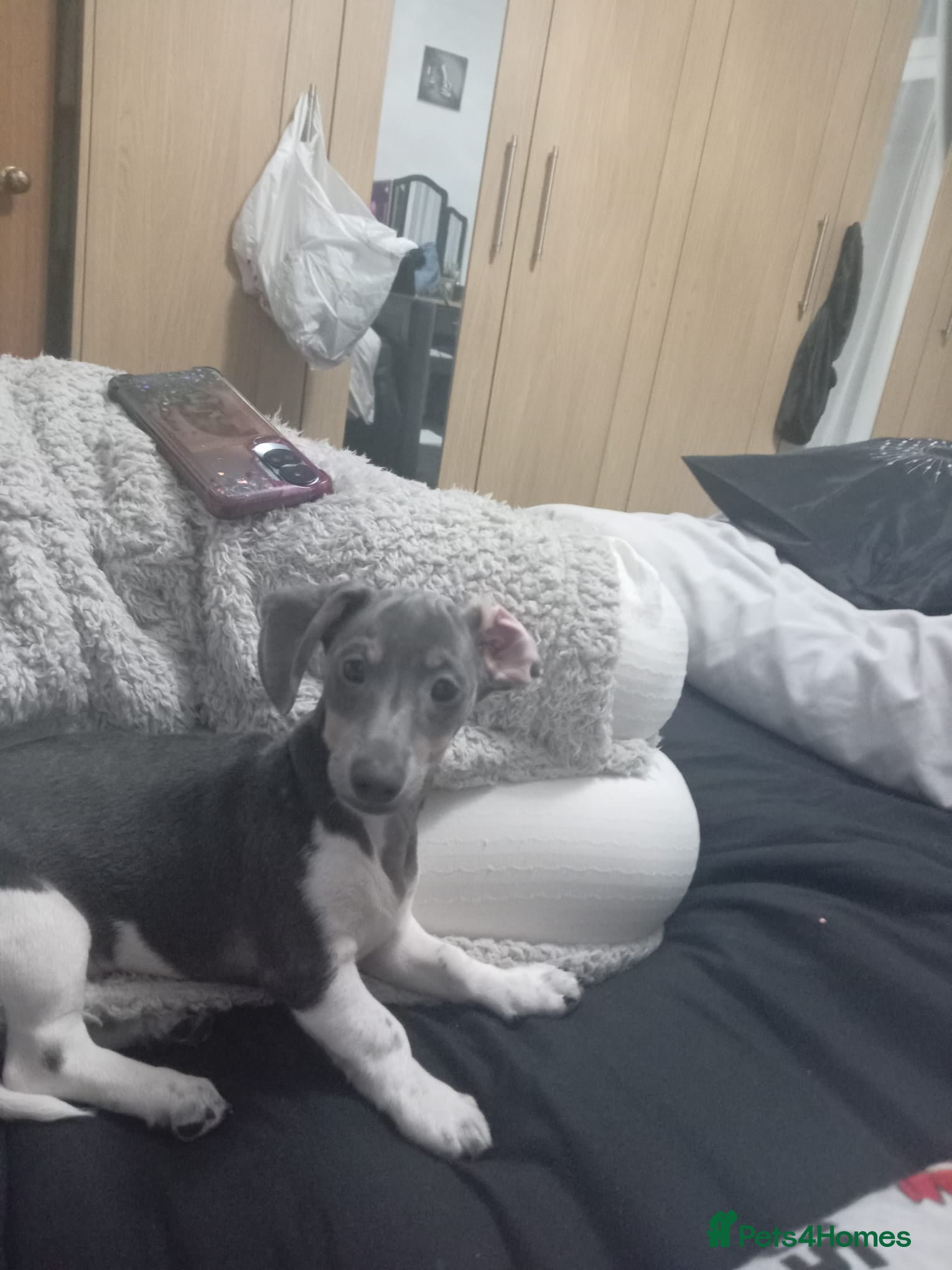 Miniature Dachshund dogs Rehome woody - Advert 4