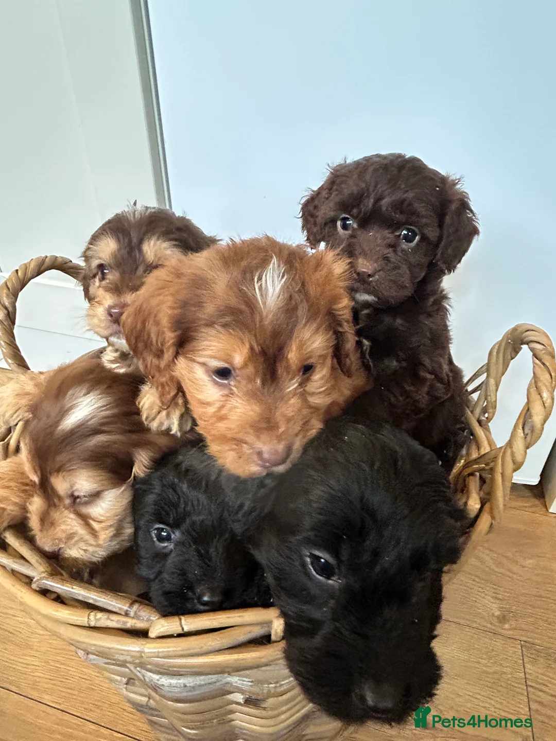 Cockapoo dogs for sale: Stunning Cockapoo Puppies  - Advert 5