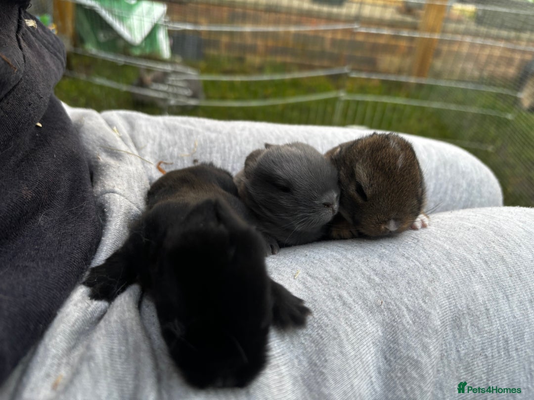 Netherland Dwarf rabbits for sale: Pure Netherland dwarf  - Advert 8