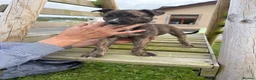 Mixed Breed dogs for sale: Lurcher pups for sale  - Advert 11