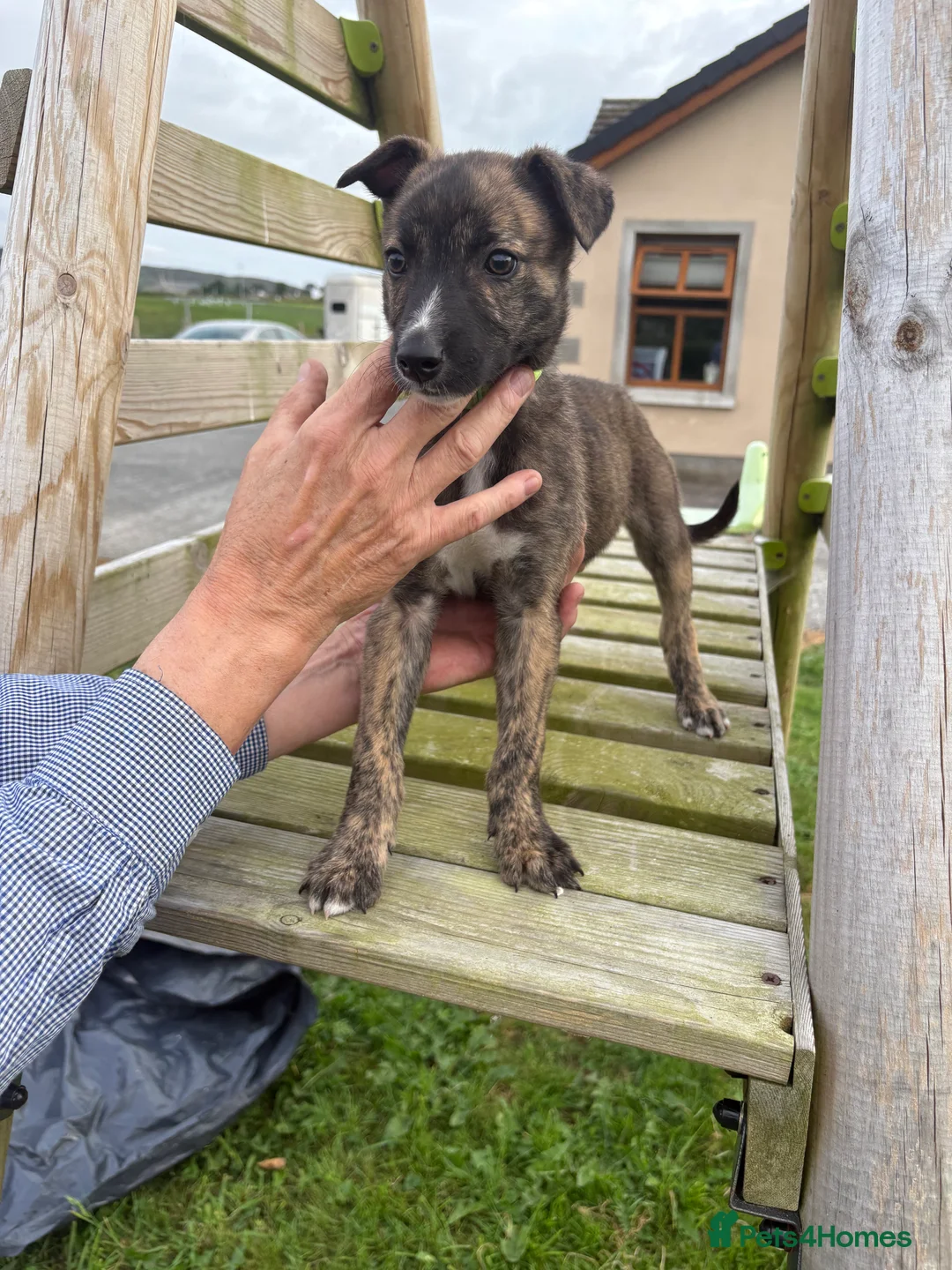 Mixed Breed dogs for sale: Lurcher pups for sale  - Advert 11