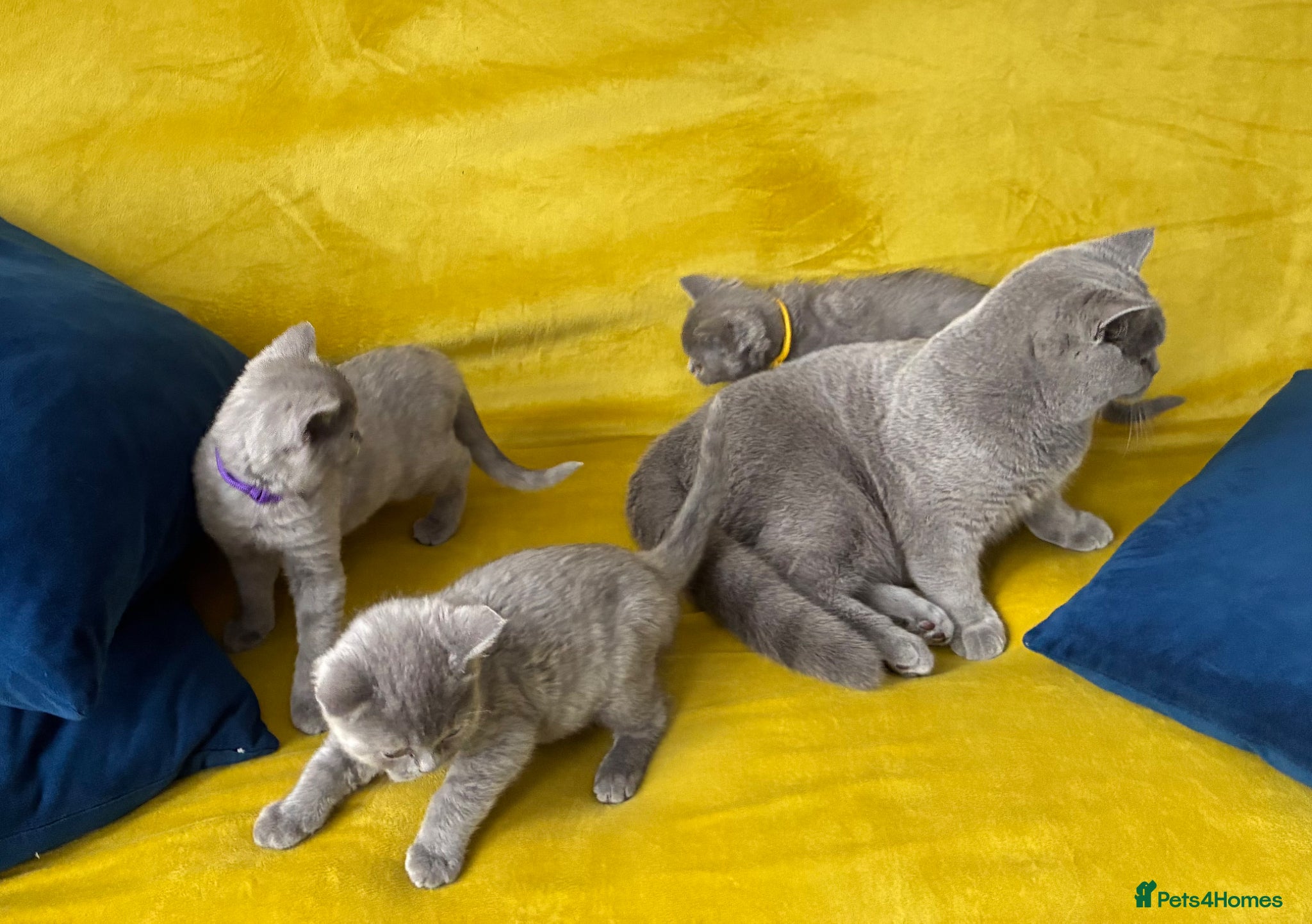 British Shorthair cats Pure British shorthair kittens- caring home 🐾 - Advert 1