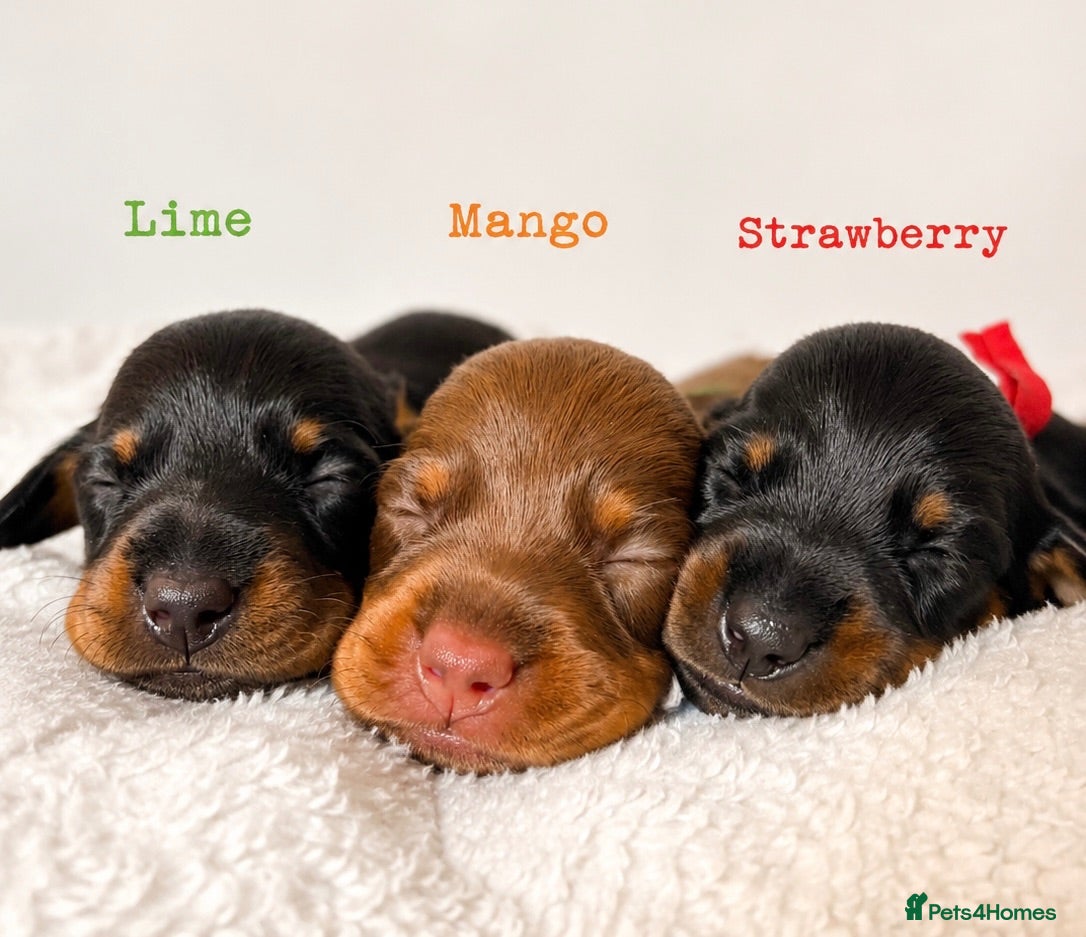 Miniature Dachshund dogs Beautiful pedigree miniature dachshund  - Advert 3