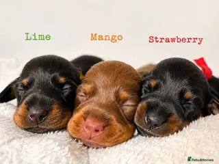 Miniature Dachshund dogs Beautiful pedigree miniature dachshund - Advert 3