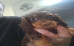 Cocker Spaniel dogs for sale: 3 kc reg working cocker spaniels avaliable  - Image 17