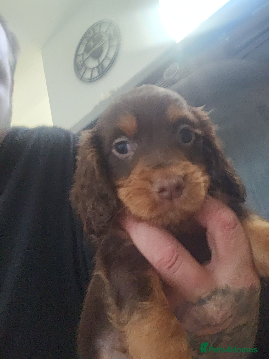 Cocker Spaniel dogs for sale: 3 kc reg working cocker spaniels avaliable  - Image 17