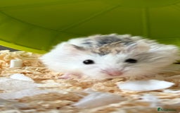 Hamster rodents for sale: Roborovski Dwarf Hamster for sale  - Image 2