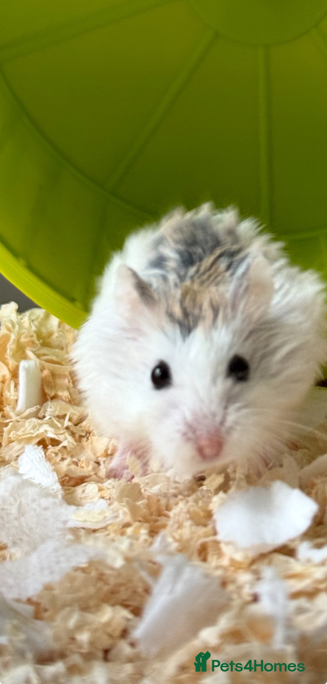 Hamster rodents for sale: Roborovski Dwarf Hamster for sale  - Image 2